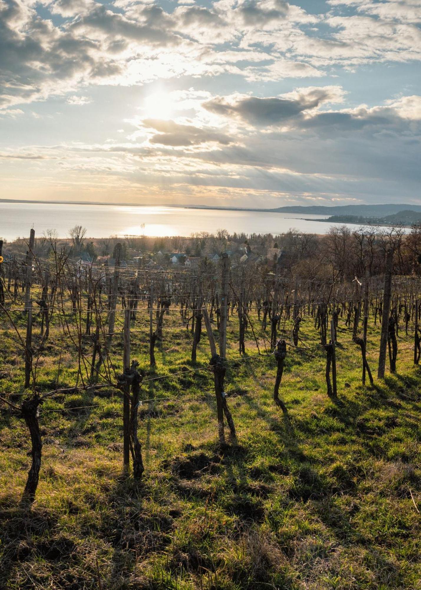 Domaine Edegger - Organic Winery Badacsony Aparthotel Badacsonytomaj Exteriör bild